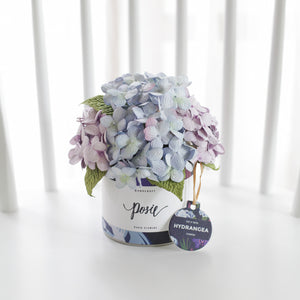 กระปุกดอกไม้น้ำหอมของขวัญขนาดกลาง Aromatic Gift Box - Purple Sky Hydrangea