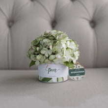 โหลดรูปภาพลงในเครื่องมือใช้ดูของ Gallery กระปุกดอกไม้น้ำหอมของขวัญขนาดเล็ก Aromatic Gift Box - White Cream Hydrangea
