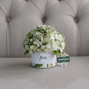 กระปุกดอกไม้น้ำหอมของขวัญขนาดเล็ก Aromatic Gift Box - White Cream Hydrangea