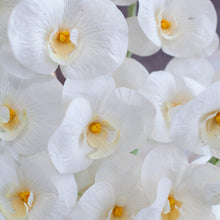 โหลดรูปภาพลงในเครื่องมือใช้ดูของ Gallery ดอกไม้แต่งบ้าน แจกันดอกไม้ประดิษฐ์ ดอกกล้วยไม้แมคฟาแลนด์ - Mcfarland Orchid Marseille Vase
